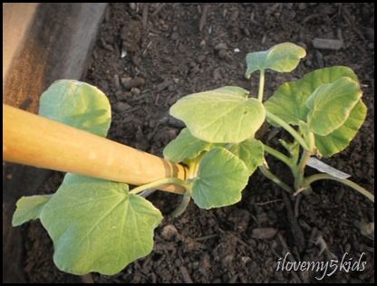 Square Foot Gardening